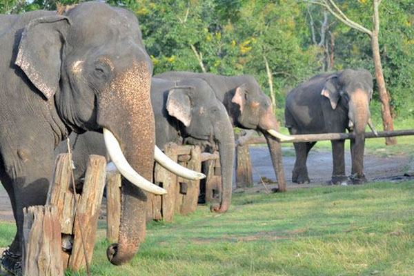 theppakadu-elephant-camp